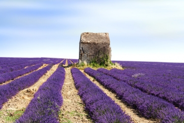 Lavendelblüten (Südfrankreich)